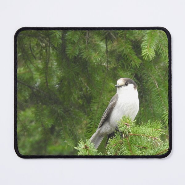 Item preview, Gray Jay, birds, nature, wildlife, gifts designed and sold by Sandra O'Toole.