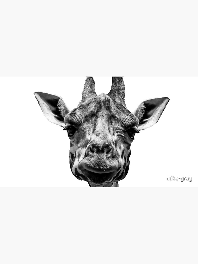 A Cute Giraffe Looking at the Camera in Black and White by mike-gray