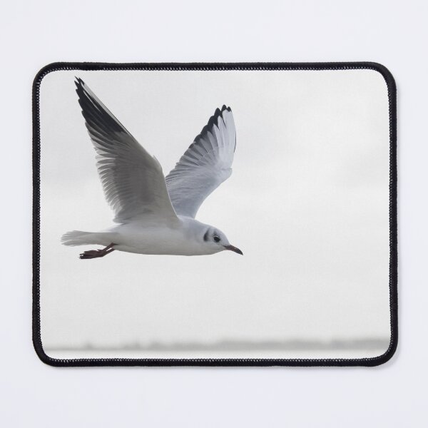 Item preview, a black-headed seagull in first-winter plumage designed and sold by Ronenvief.