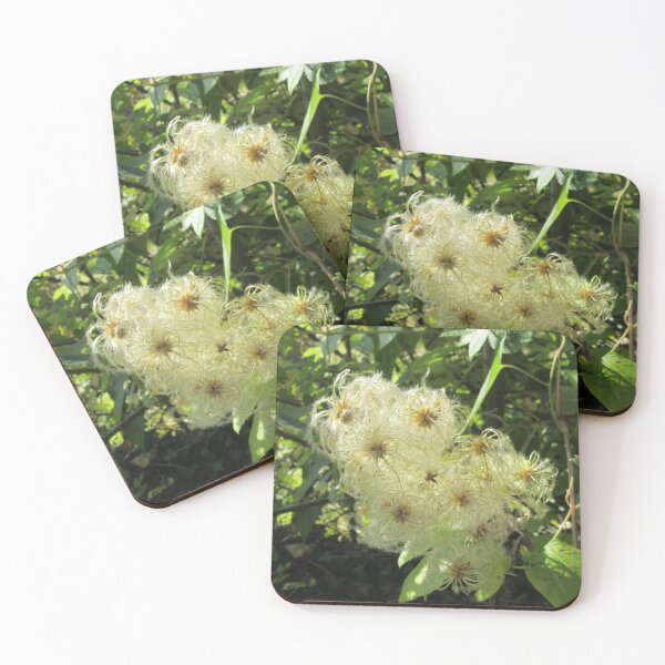 Item preview, Clematis vitalba - Wild Clematis designed and sold by lezvee.
