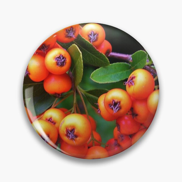 Item preview, Pyracantha Berries designed and sold by lezvee.