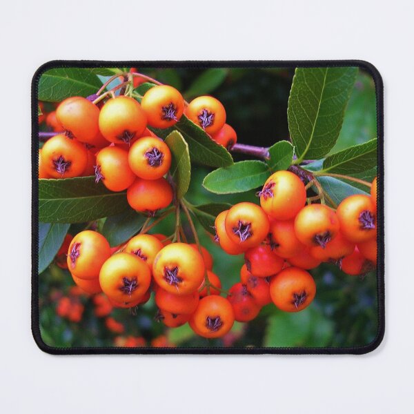 Item preview, Pyracantha Berries designed and sold by lezvee.