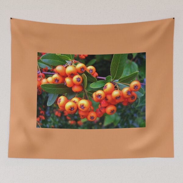 Item preview, Pyracantha Berries designed and sold by lezvee.