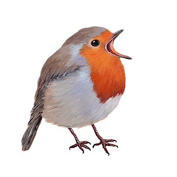 Robin Red Breast sketch, www.amyholliday.co.uk