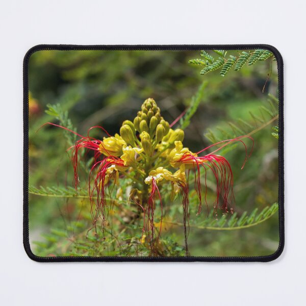 Item preview, Yellow and red flower of the bird of paradise designed and sold by lena-maximova.
