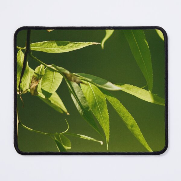 Item preview, Fresh green willow leaves designed and sold by LorandQuest.