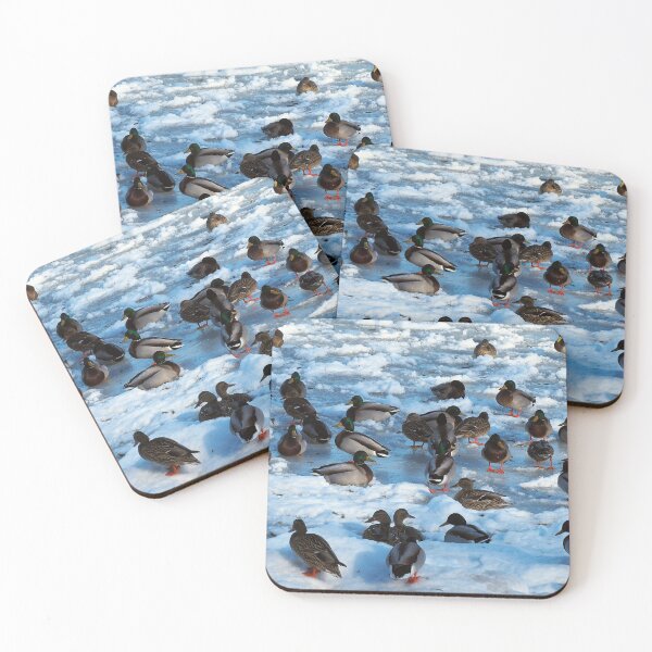 Item preview, Mallard Ducks Sitting In The Snow designed and sold by BackyardBirder.