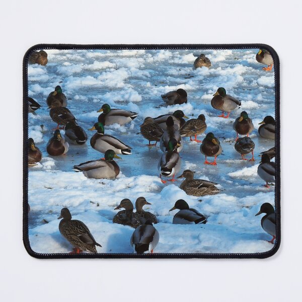 Item preview, Mallard Ducks Sitting In The Snow designed and sold by BackyardBirder.