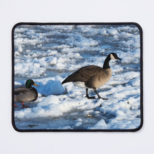Item preview, Green Mallard Duck and Canada Goose Walking On The Snow - Wild Canada Goose Bird designed and sold by BackyardBirder.