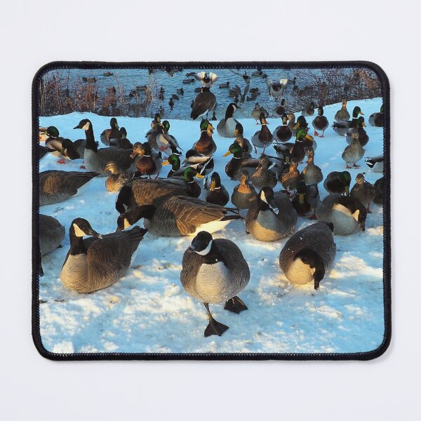 Item preview, Mallard Duck and Canada Goose Flock In The Snow - Wild Canada Goose Bird designed and sold by BackyardBirder.