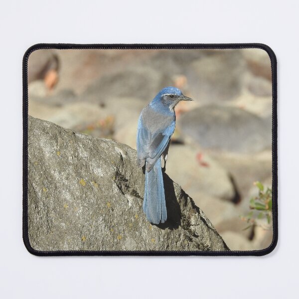 Item preview, California scrub jay, birds, wildlife, gifts, nature, Graceful Blue designed and sold by Sandra O'Toole.