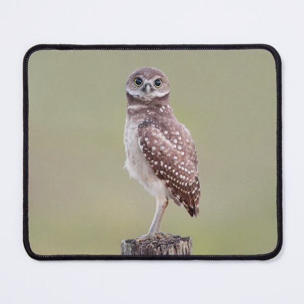 Item preview, Burrowing Owlet designed and sold by mlorenz.