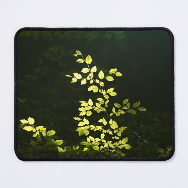 Item preview, Digital Photography Sunlit Beech Leaves designed and sold by SimonJohnson1.