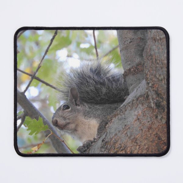 Item preview, Grey Squirrel, animals, wildlife, nature, gifts designed and sold by Sandra O'Toole.