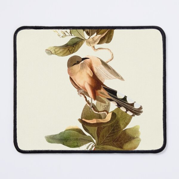 Item preview, Maynard's Cuckoo - Audubon designed and sold by sanerevolution.