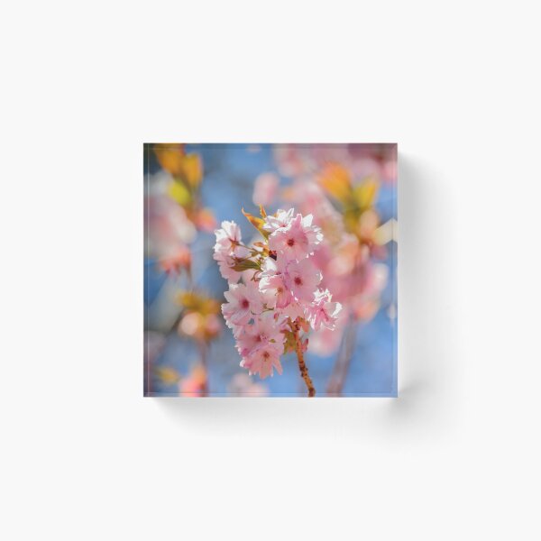Item preview, Digital Photograph of sunlit Cherry Blossom designed and sold by SimonJohnson1.