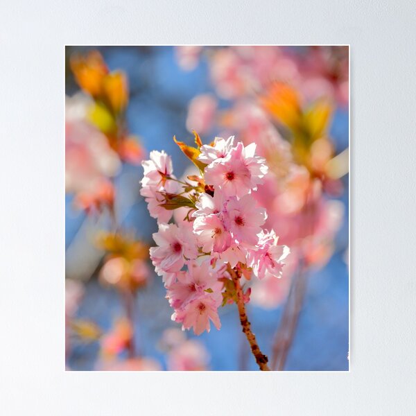 Item preview, Digital Photograph of sunlit Cherry Blossom designed and sold by SimonJohnson1.