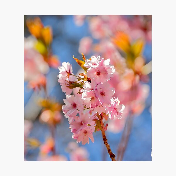 Item preview, Digital Photograph of sunlit Cherry Blossom designed and sold by SimonJohnson1.