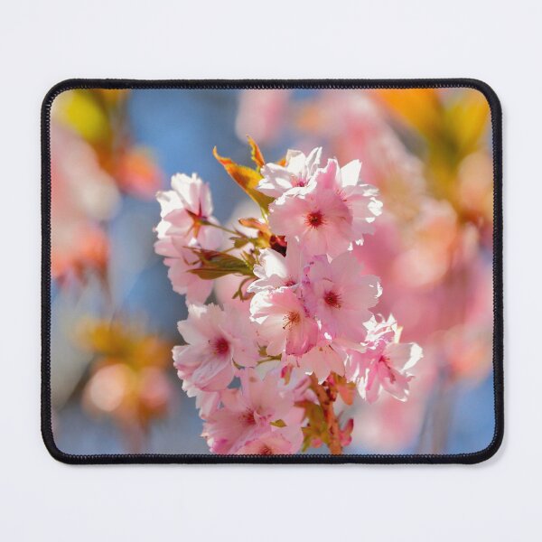 Item preview, Digital Photograph of sunlit Cherry Blossom designed and sold by SimonJohnson1.