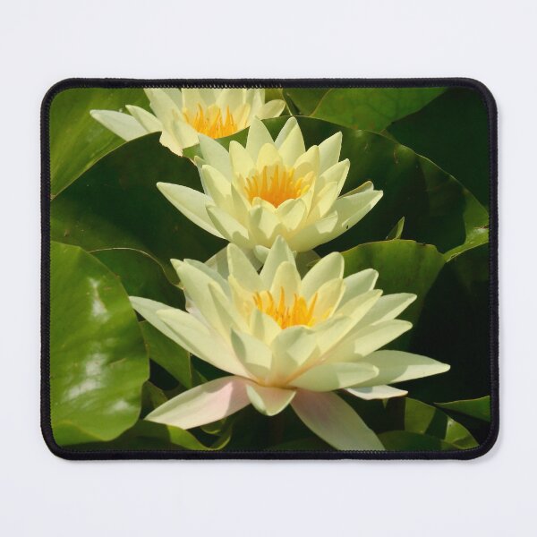 Item preview, Digital Photograph of Water Lillies designed and sold by SimonJohnson1.