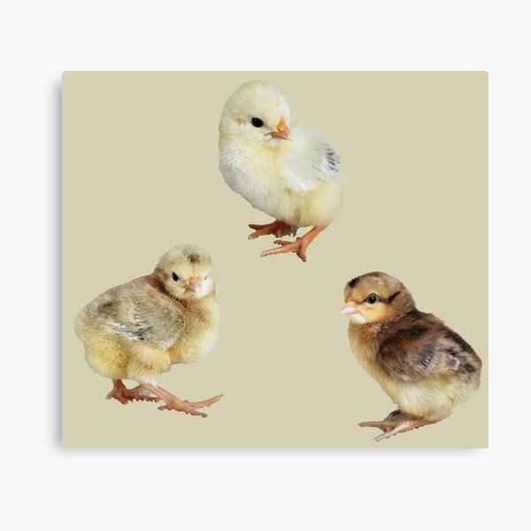 Baby chicks Canvas Print