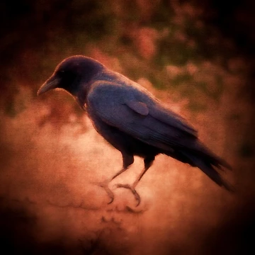 Artwork thumbnail, Crow by shutterbug2010