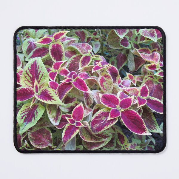 Item preview, Variegated designed and sold by SquirrelWatcher.