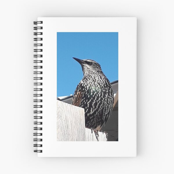 Item preview, Bird on a fence designed and sold by Plokking.