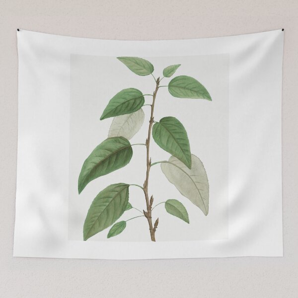 Item preview, Balsam Poplar, By Pierre-Joseph Redouté designed and sold by Yeldiz.