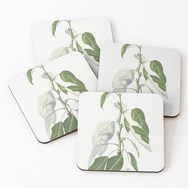 Item preview, Plantae Selectae, Tacamahaca, Balsam Poplar, By Georg Dionysius Ehret designed and sold by Yeldiz.
