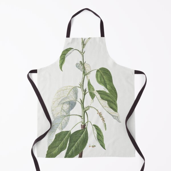 Item preview, Plantae Selectae, Tacamahaca, Balsam Poplar, By Georg Dionysius Ehret designed and sold by Yeldiz.
