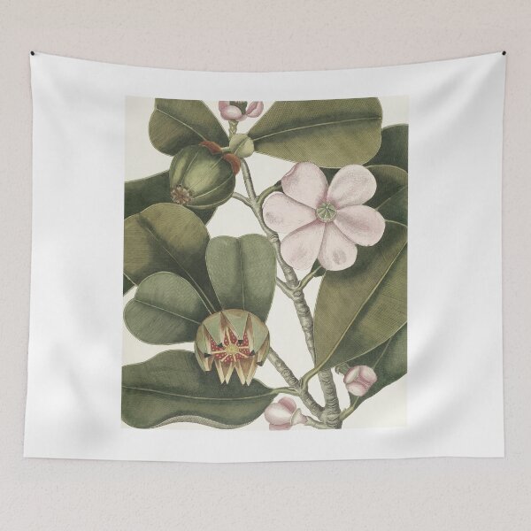 Item preview, Balsam Tree, By Mark Catesby designed and sold by Yeldiz.