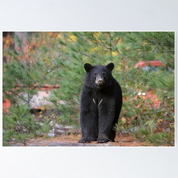 Item preview, Black Bear designed and sold by mlorenz.