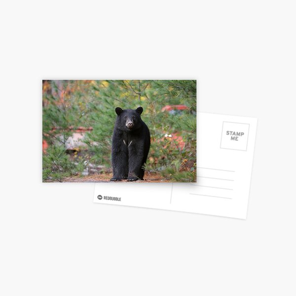 Item preview, Black Bear designed and sold by mlorenz.