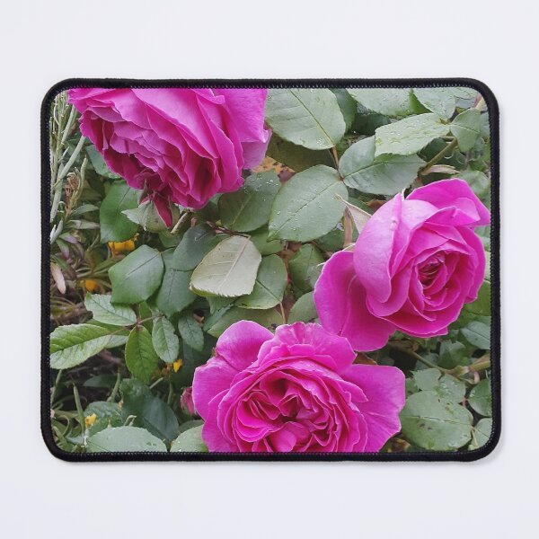 Item preview, Pink Vintage Rose designed and sold by Sarah  Rajkotwala.