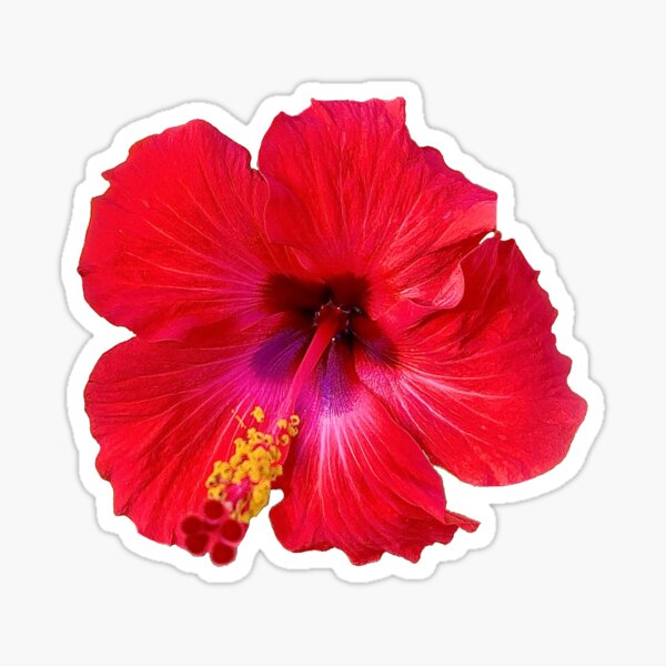 Flowers Stickers (CA-423) – Red Iguana LLC