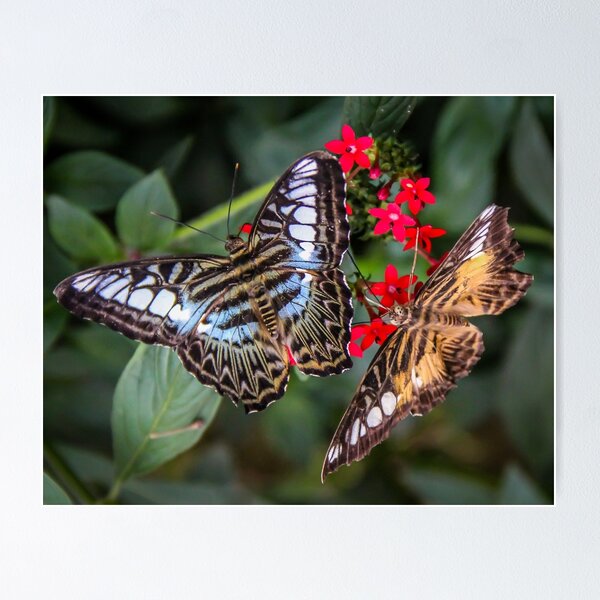 Item preview, Clipper Butterflies designed and sold by Marie  Cardona.
