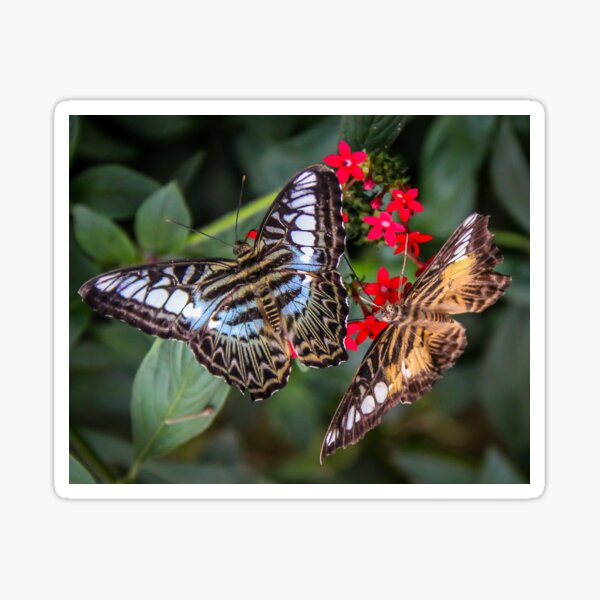 Item preview, Clipper Butterflies designed and sold by Marie  Cardona.