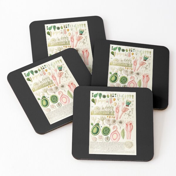 Item preview, A fig dissection - Botanical Illustration designed and sold by chimakingthings.