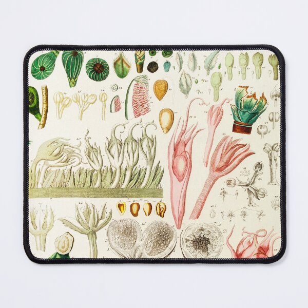 Item preview, A fig dissection - Botanical Illustration designed and sold by chimakingthings.