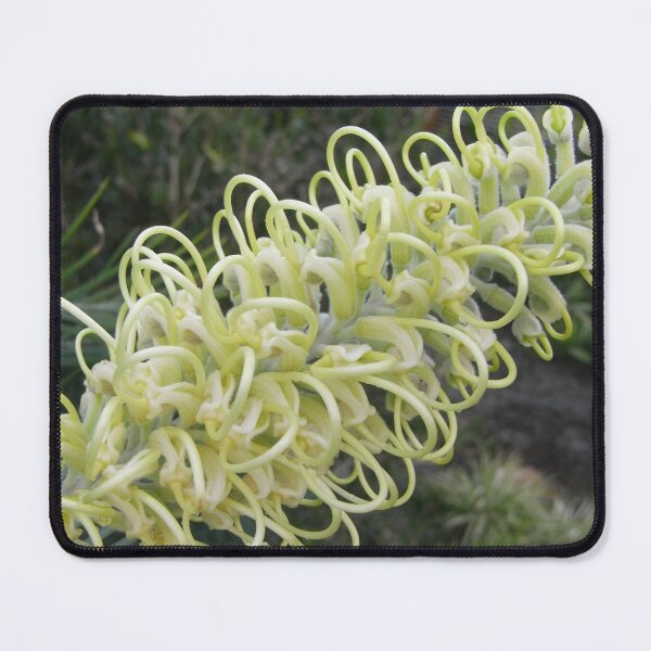 Item preview, Grevillea "Moonlight" designed and sold by Trish Meyer.