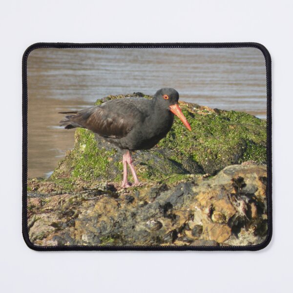 Item preview, Sooty Oystercatcher - in search of food. designed and sold by Trish Meyer.