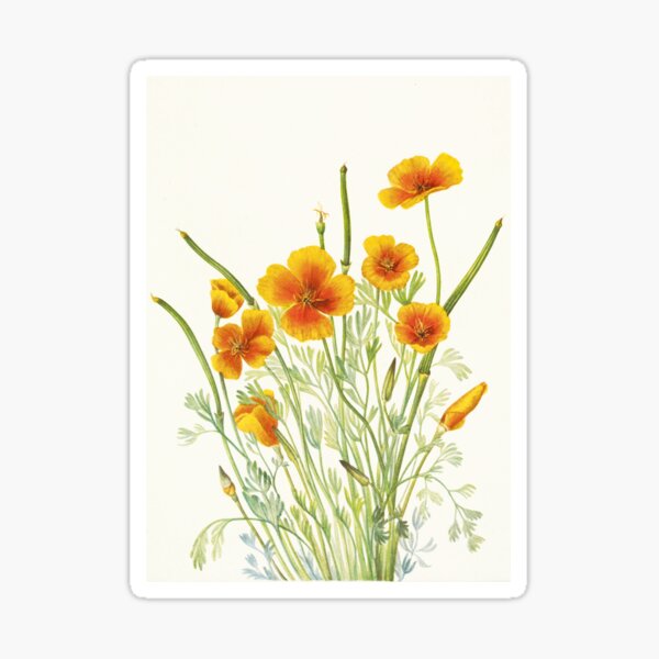 Item preview, Mexican Gold Poppy - Botanical Illustration designed and sold by chimakingthings.