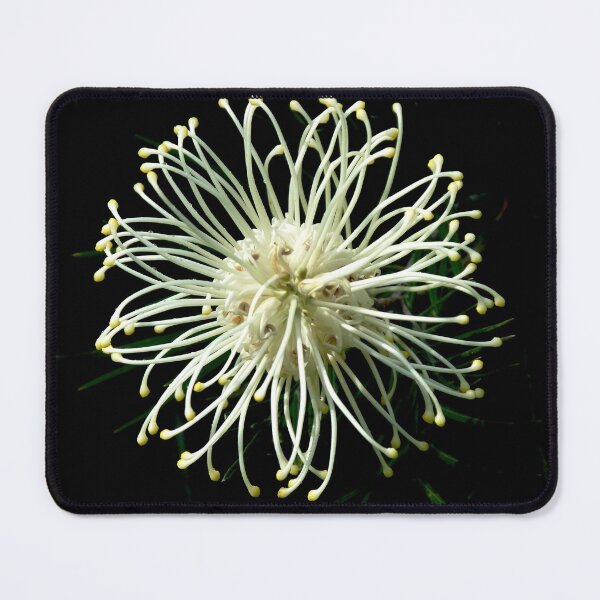 Item preview, Grevillea Moonlight designed and sold by Trish Meyer.