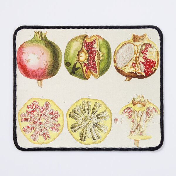 Item preview, Anatomy of a pomegranate - Botanical Illustration designed and sold by chimakingthings.