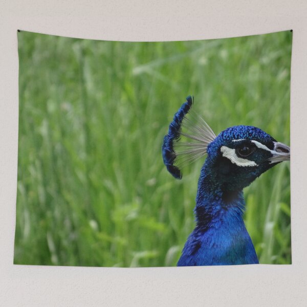 Item preview, Peacock close up photograph designed and sold by BackgroundPixel.