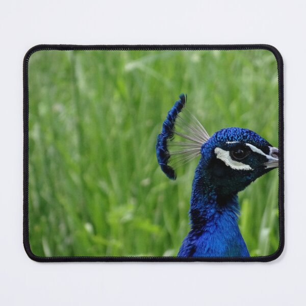Item preview, Peacock close up photograph designed and sold by BackgroundPixel.
