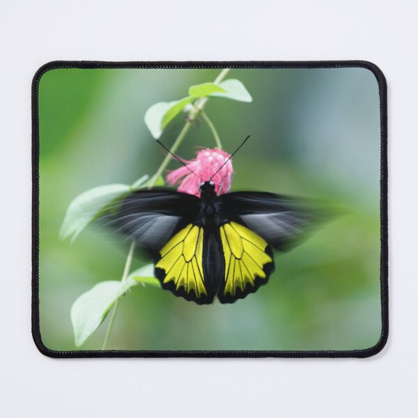 Item preview, Fluttering Beauty designed and sold by EyeforBeauty58.