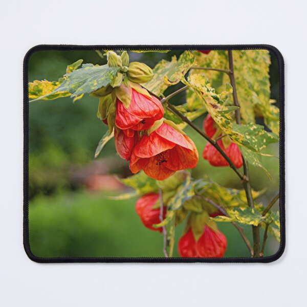 Item preview, Chinese lantern abutilon plant flowers designed and sold by FranWest.