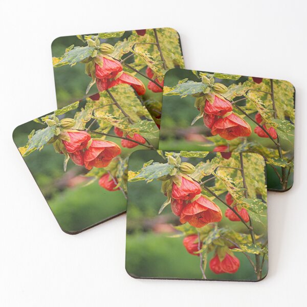 Item preview, Chinese lantern abutilon plant flowers designed and sold by FranWest.